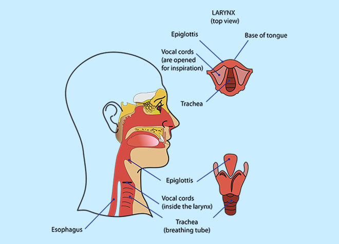 Diagram showing vocal cords and larynx