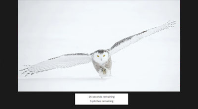 Impromptu Speaking Owl